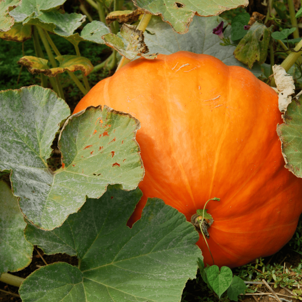 Image illustrates giant pumpkins demonstrating how to win a giant pumpkin contest.