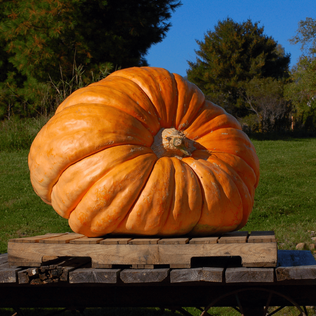 Image illustrates a giant pumpkin on a pellet demonstrating how to win a giant pumpkin contest.