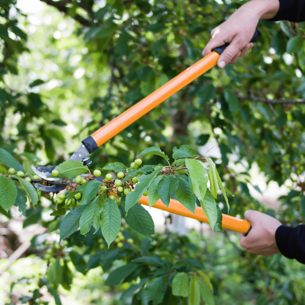 Image illustrates pruning shears for pruning a cherry tree.