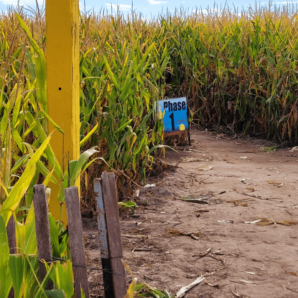 Image illustrates a corn maze demonstrating how to have amazing fun in a corn maze with teens.