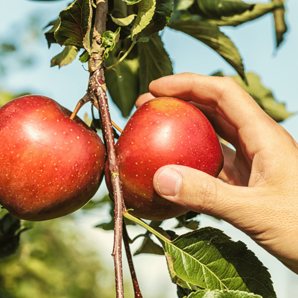 Image illustrates an apple being picked from a tree.