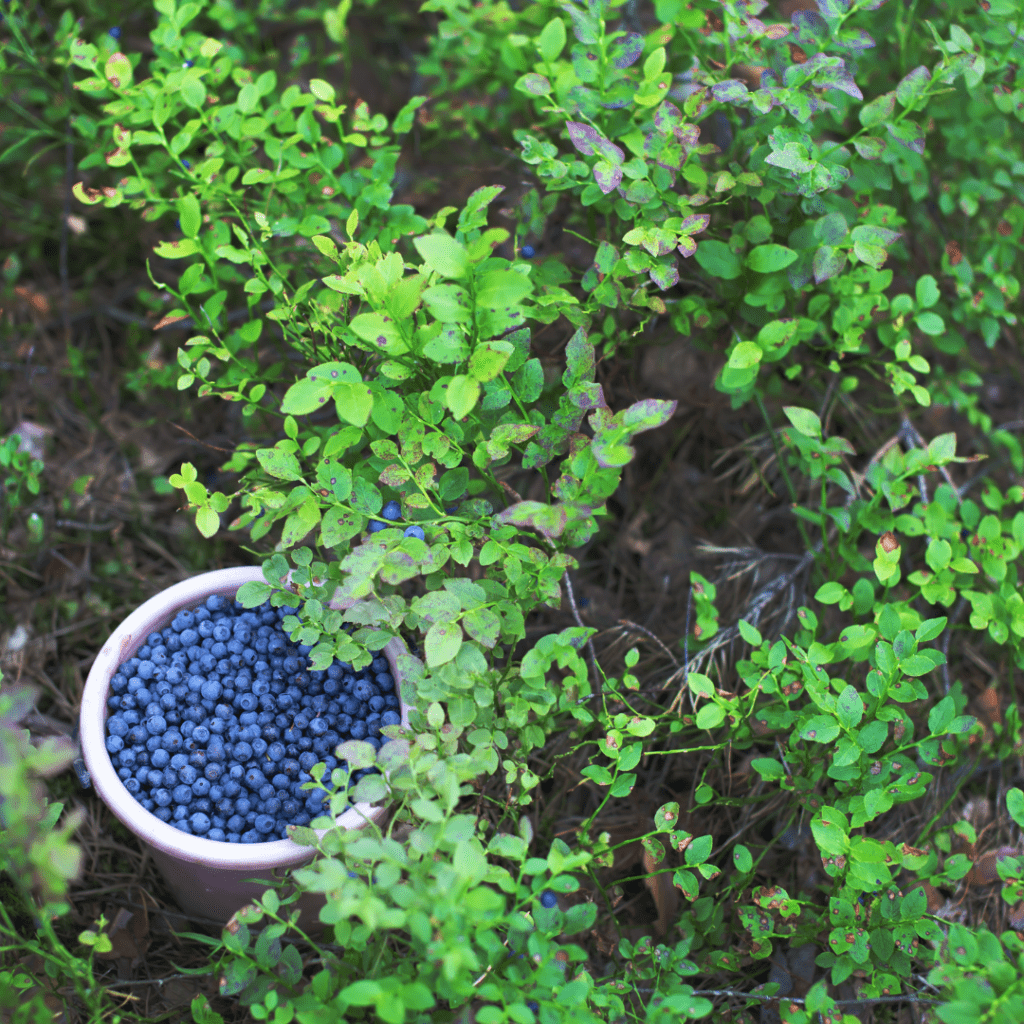 Image illustrates a micro-orchard with blueberries demonstrating information about micro-orcharding in your backyard.