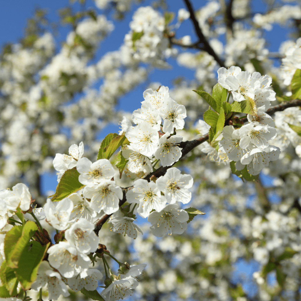 Image illustrates a blooming cherry tree in the spring demonstrating information on all about cherry trees.