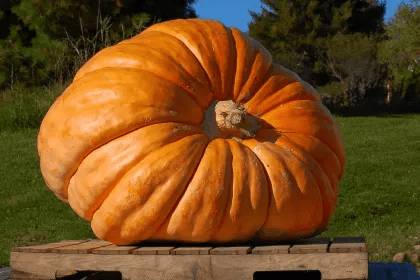 How to Win a Giant Pumpkin Contest