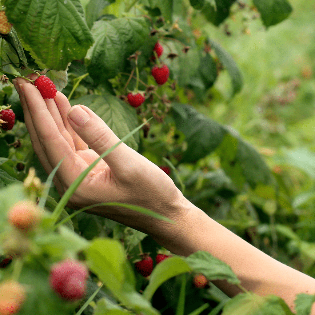 Image illustrates a raspberry plant with a woman's hand demonstrating how to grow a productive perennial raspberry patch.