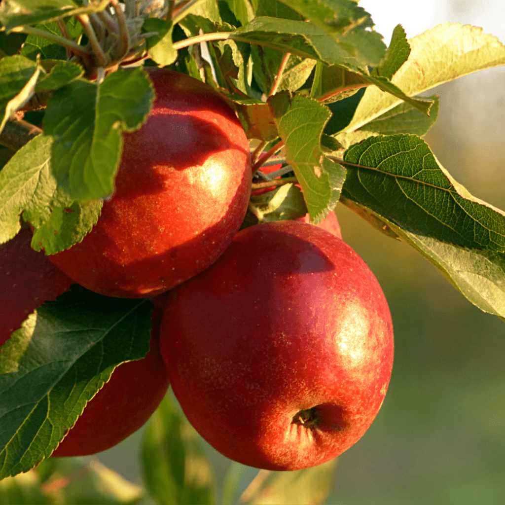 Image illustrates apples on a tree demonstrating information on all about apple trees. 