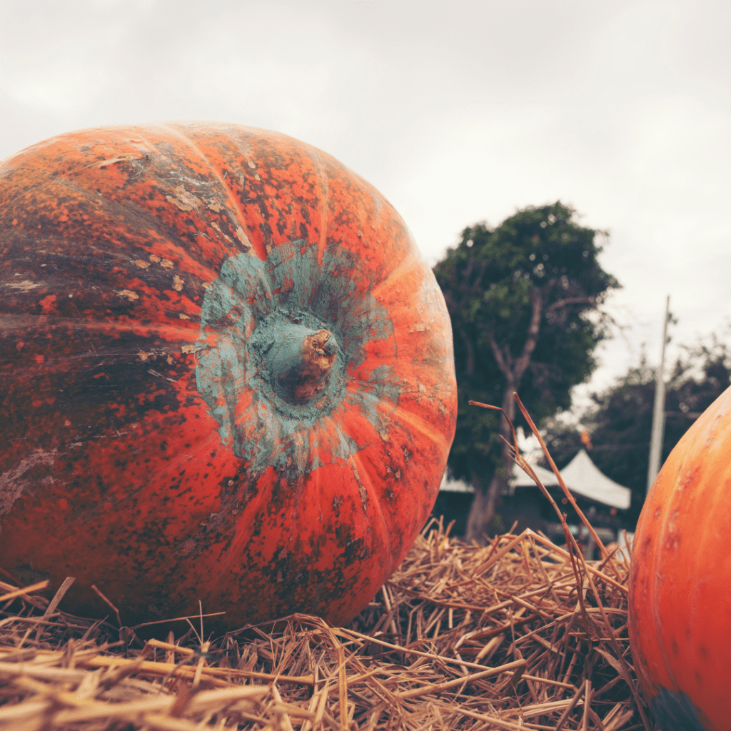 Image illustrates giant pumpkins demonstrating how to win a giant pumpkin contest.