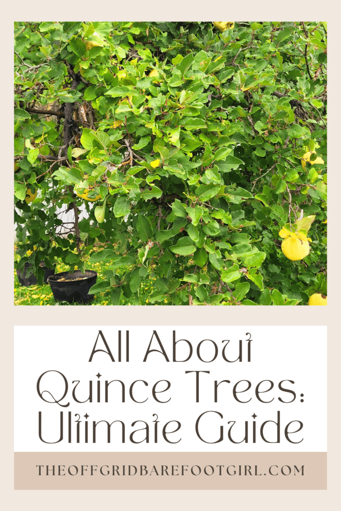 Image illustrates a Pinterest pin of a quince tree with information on all about quince trees.