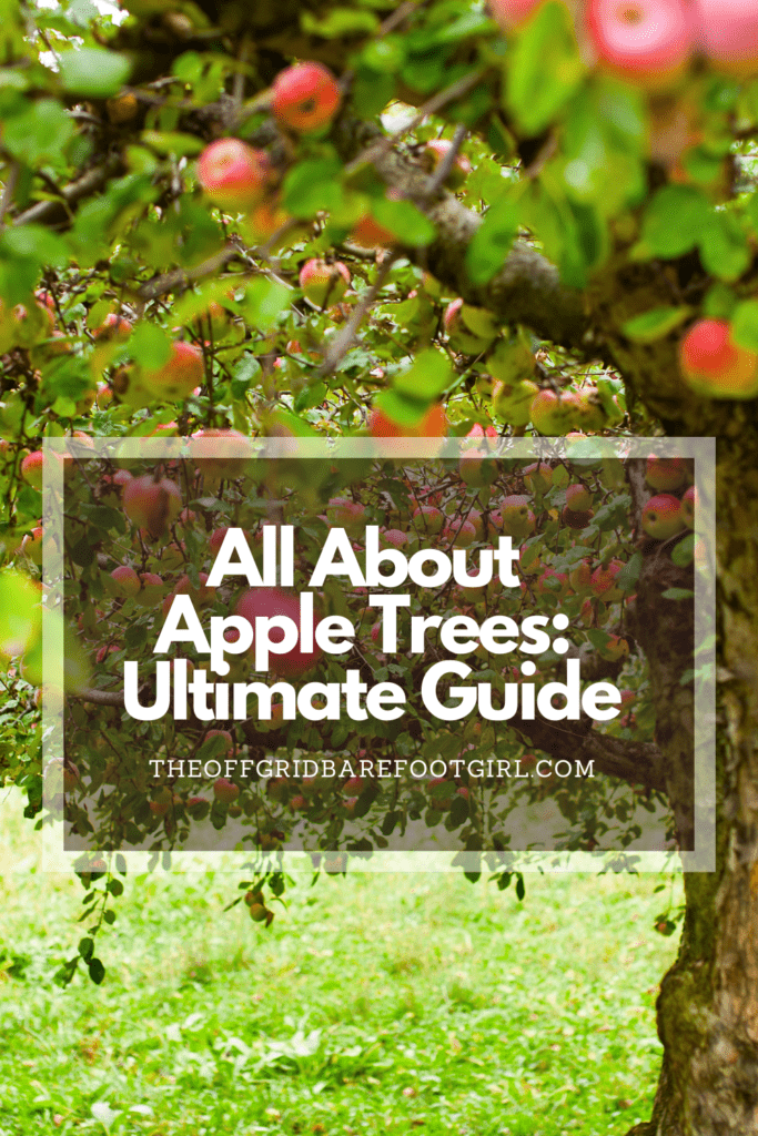 Image illustrates a Pinterest pin of an apple tree demonstrating information on all about apple trees. 