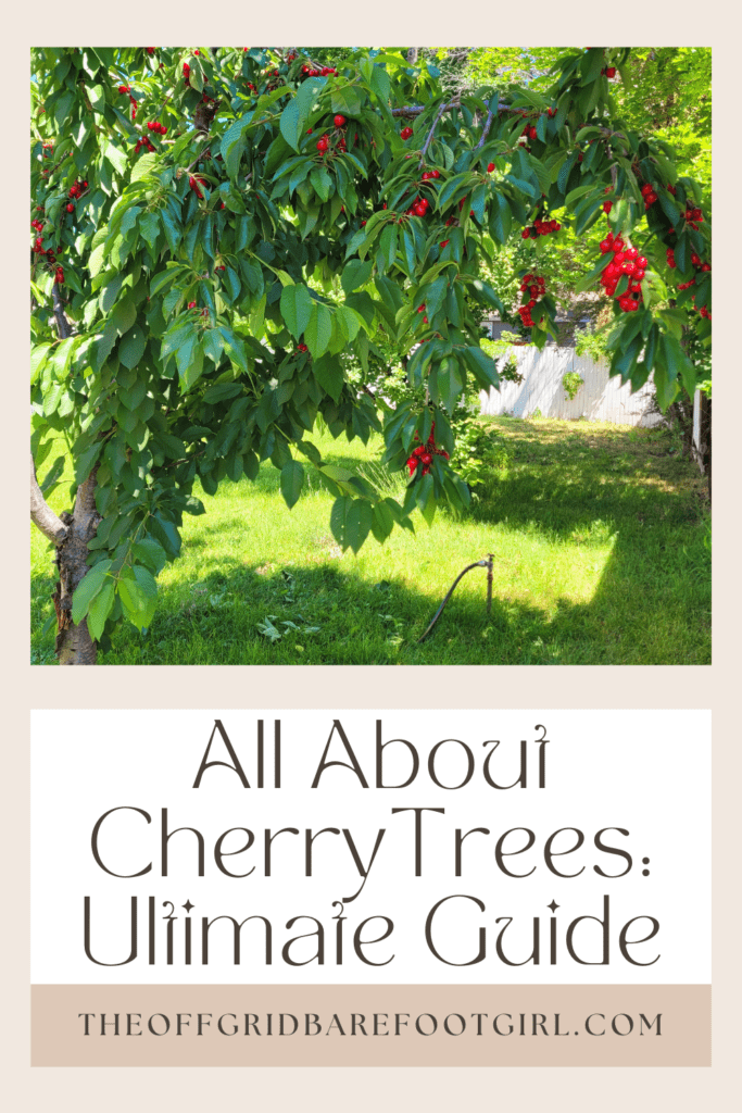 Image illustrates a Pinterest pin of a cherry tree demonstrating information on all about cherry trees. 