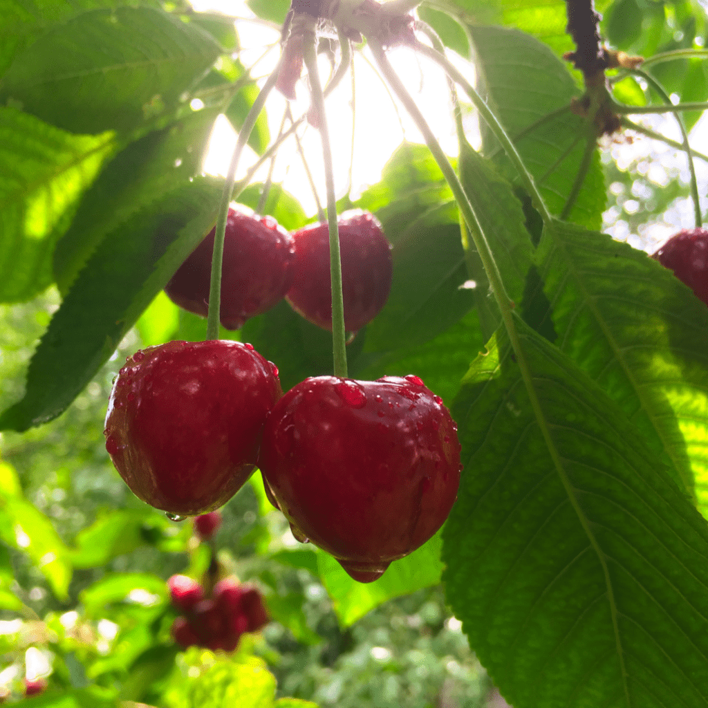 Image illustrates cherries on a tree.