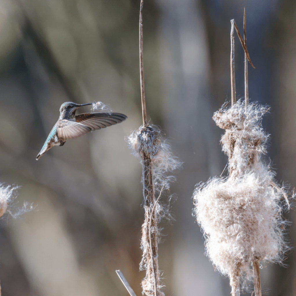 Image illustrates a bird gathering nesting materials from nature and nesting balls for birds.