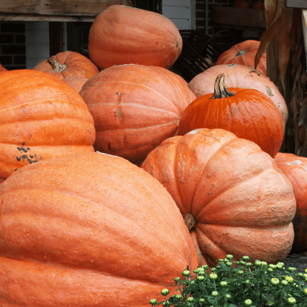 Image illustrates giant pumpkins demonstrating how to win a giant pumpkin contest.