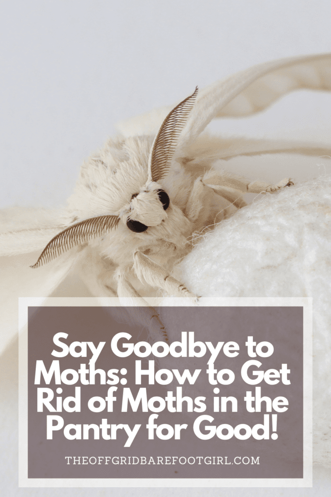 Image illustrates a Pinterest pin of a moth demonstrating how to get rid of moths in the pantry. 