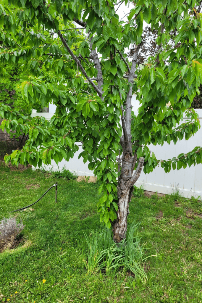 Image illustrates growing garlic around your fruit trees.