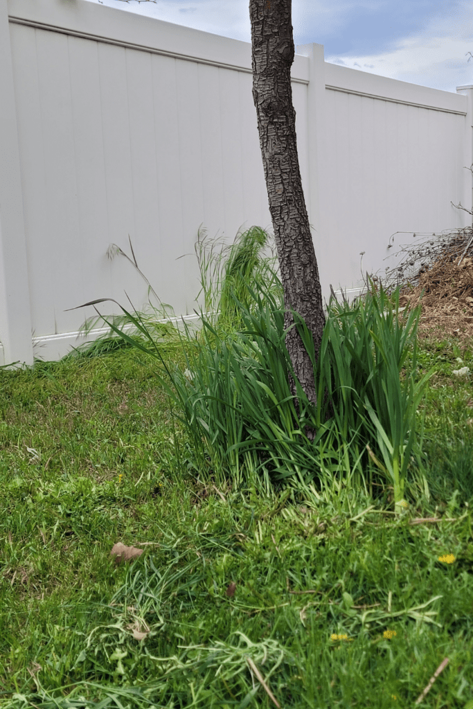 Image illustrates growing garlic around your fruit trees.