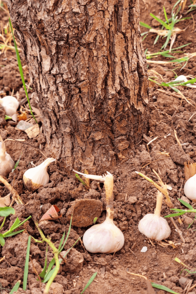 Image illustrates growing garlic around your fruit trees.