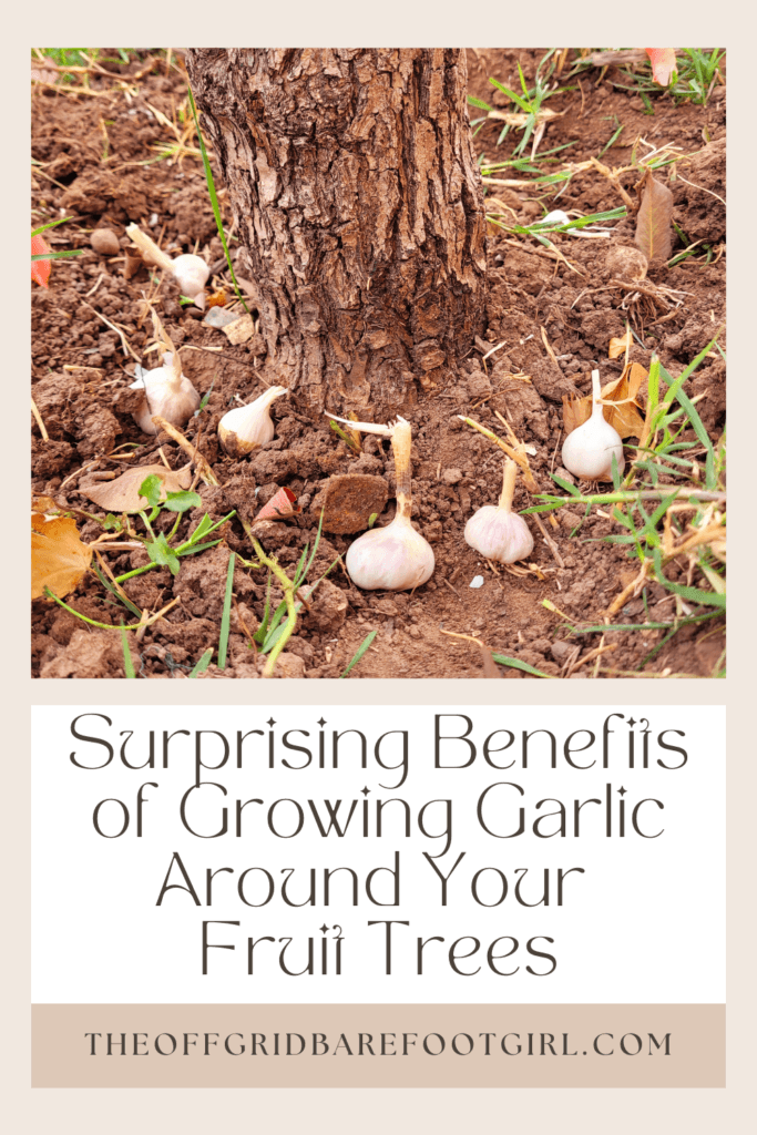 Image illustrates a Pinterest pin of garlic planted around a fruit tree demonstrating information about the benefits of growing garlic around fruit trees.