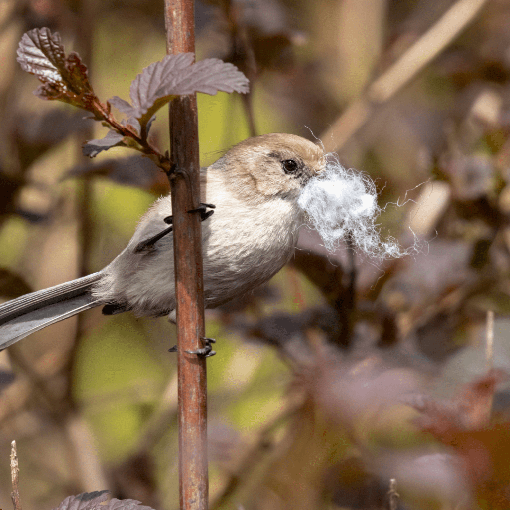 Image illustrates a bird with nesting materials demonstrating how to make bird nesting balls.