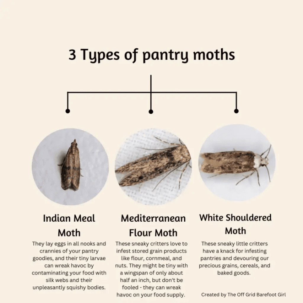 Image illustrates an infographic of common types of pantry moths demonstrating how to get rid of moths in the pantry. 