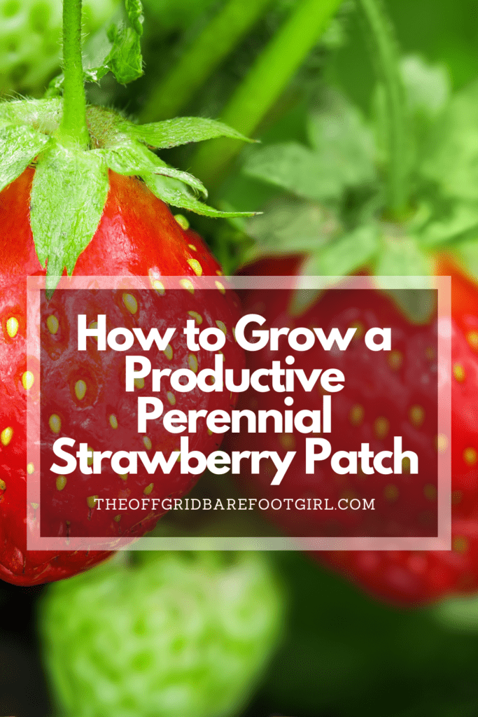 Image illustrates a Pinterest pin of a strawberry demonstrating growing a strawberry patch.
