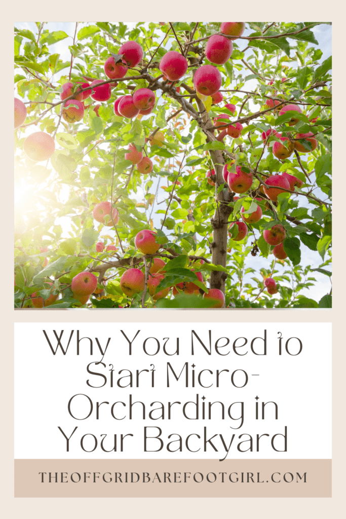 Image illustrates a Pinterest pin of an orchard demonstrating information on micro-orcharding in your backyard.