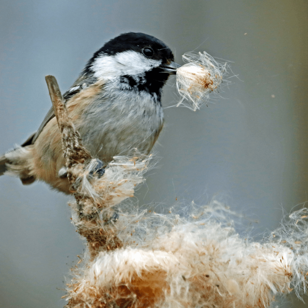 Image illustrates a bird gathering nesting materials from nesting balls for birds.