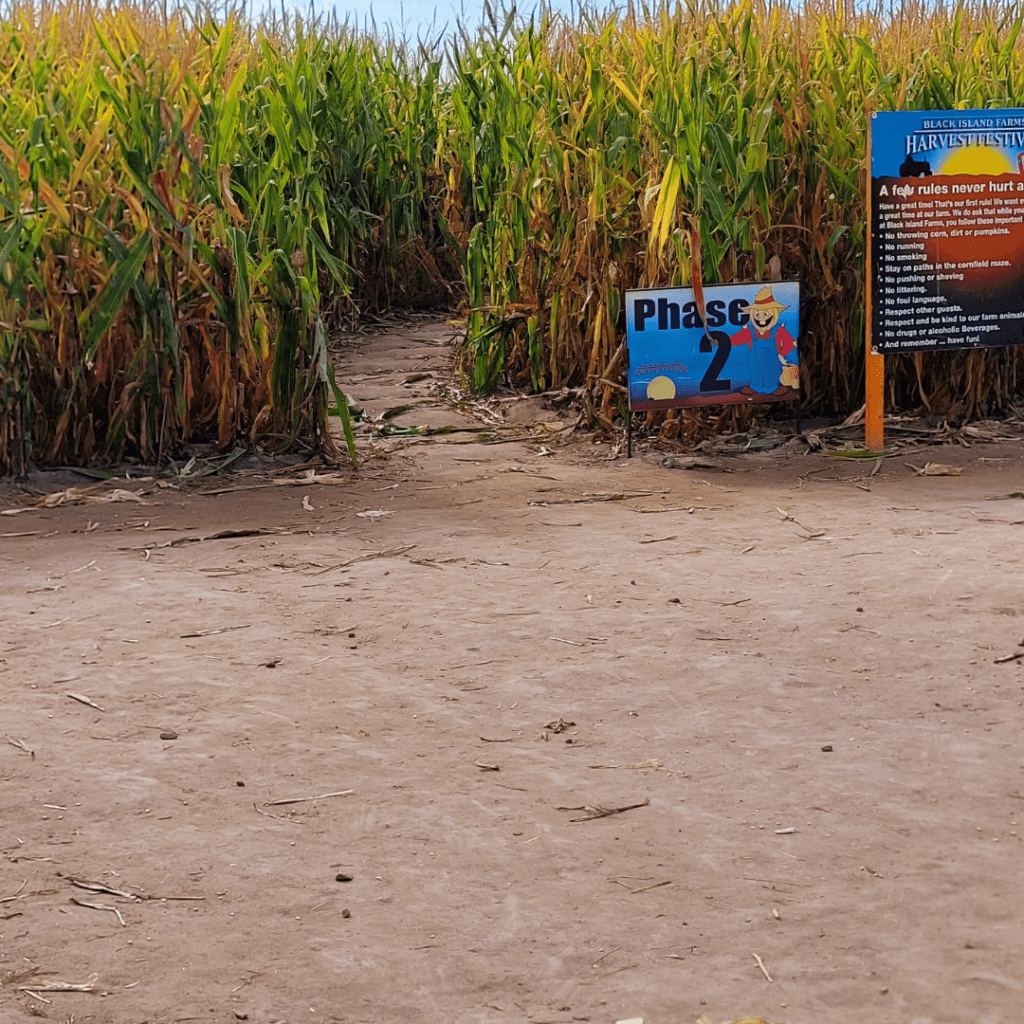 Image illustrates a corn maze entrance.