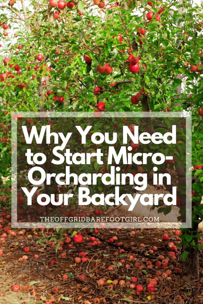 Image illustrates an orchard demonstrating information about micro-orcharding in your backyard.