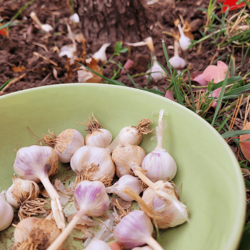 Image illustrates garlic seed ready to be planted demonstrating information on growing garlic around fruit trees and the benefits it can offer fruit trees.