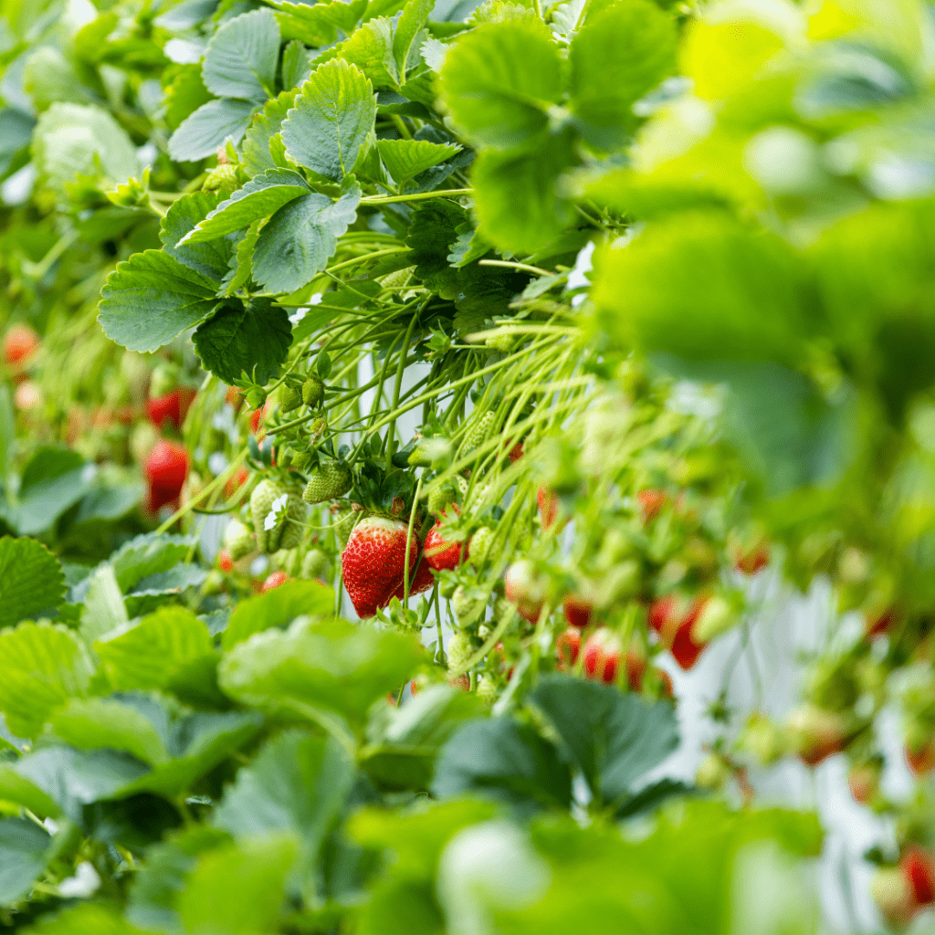 Image illustrates a strawberry patch demonstrating how to grow a strawberry patch. 