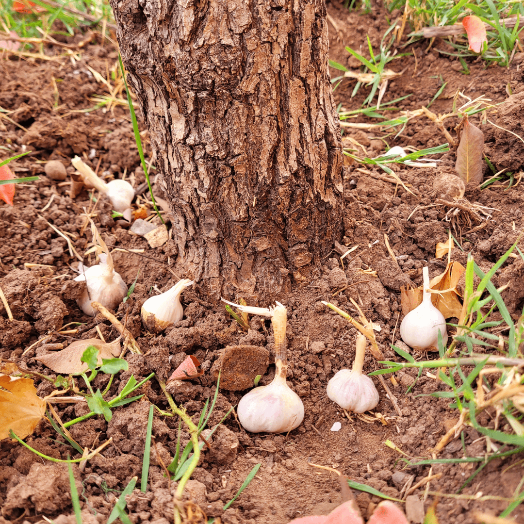 Image illustrates garlic planted around a fruit tree demonstrating information about the benefits of growing garlic around fruit trees.