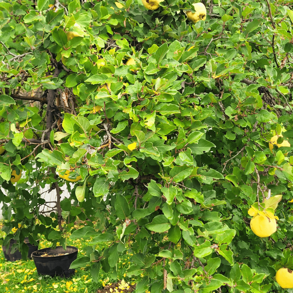 Image illustrates a quince tree demonstrating information on all about quince trees.