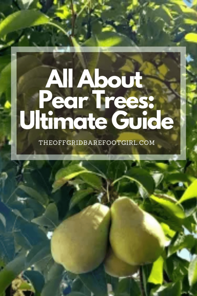 Image illustrates a Pinterest pin of a pear tree demonstrating information on all about pear trees.