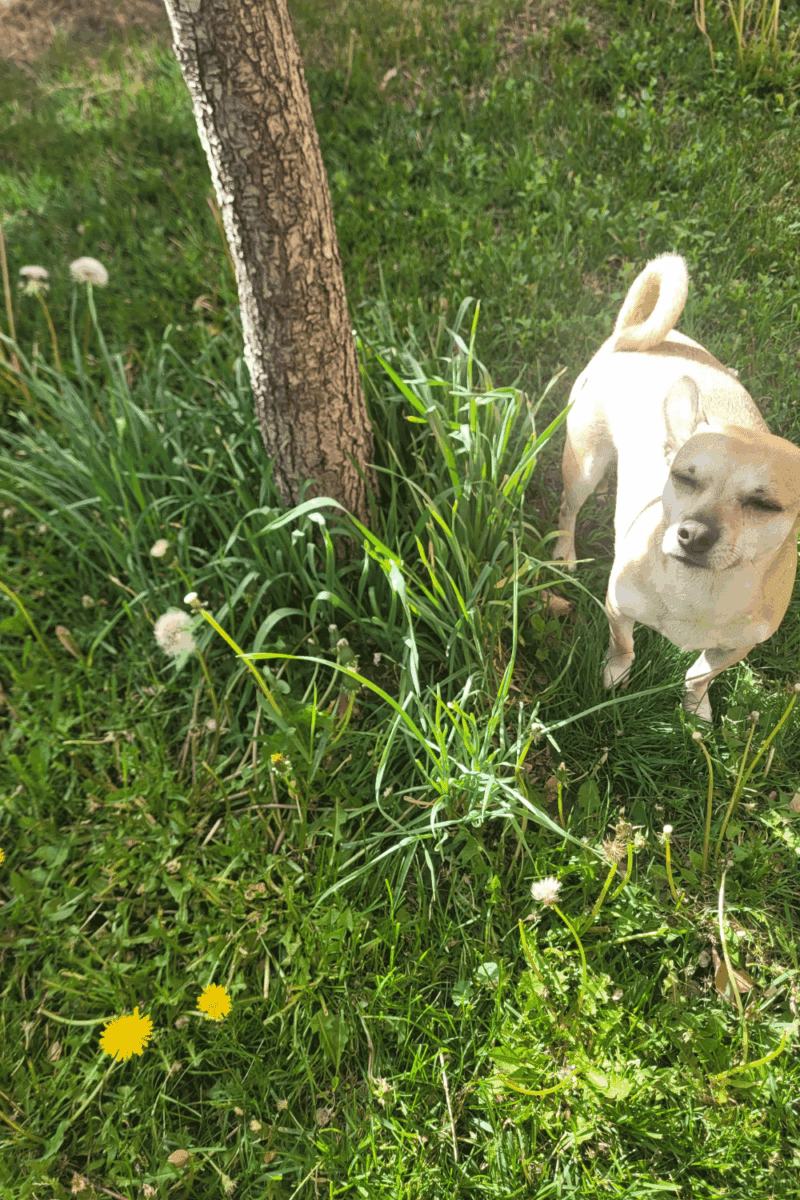 Image illustrates growing garlic around fruit trees with a dog.