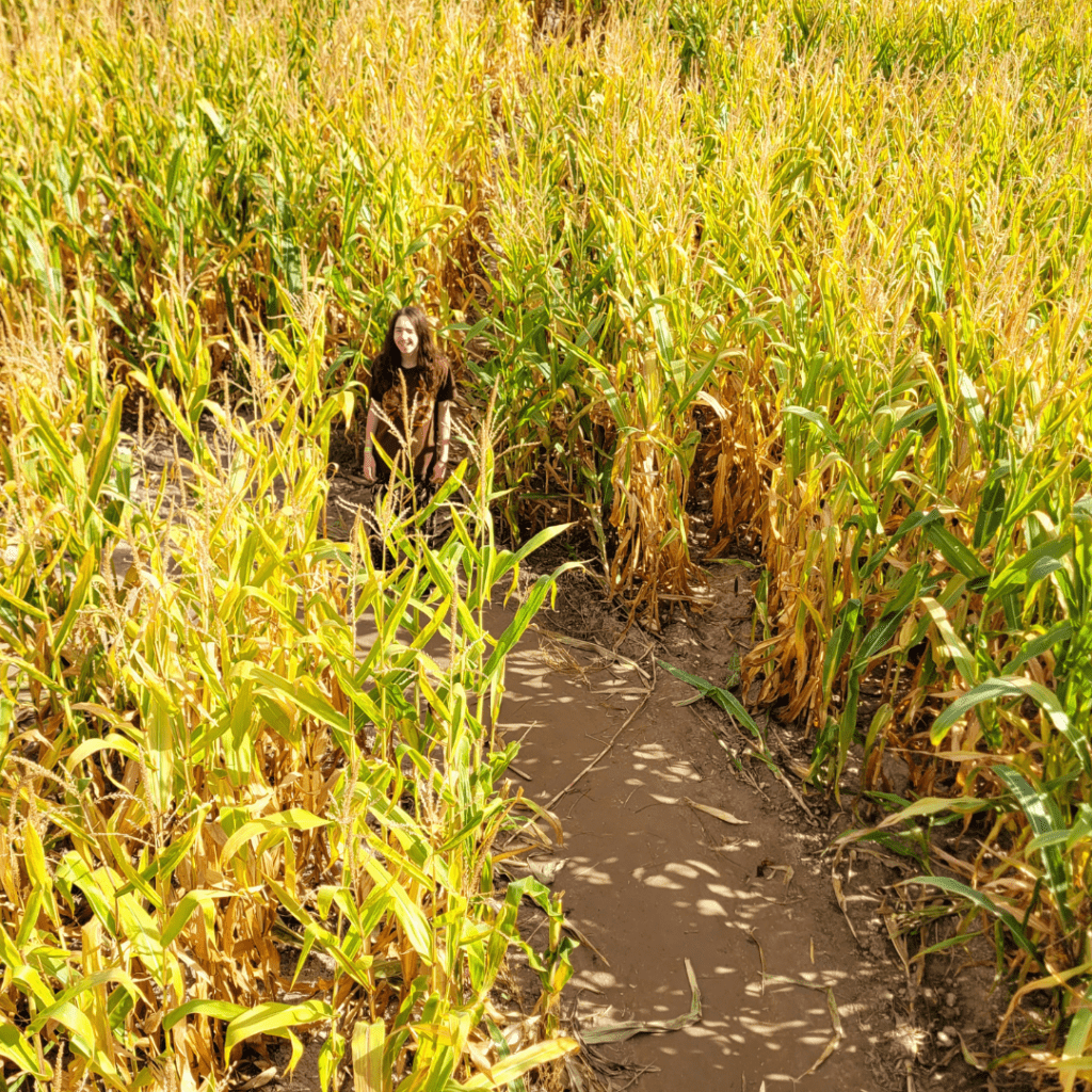 Image illustrates an overlook on a corn maze watch tower.