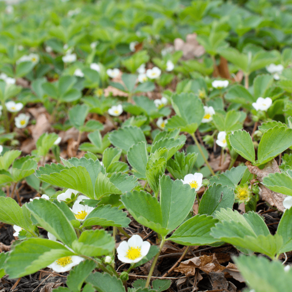 Image illustrates a strawberry patch demonstrating how to grow a strawberry patch. 