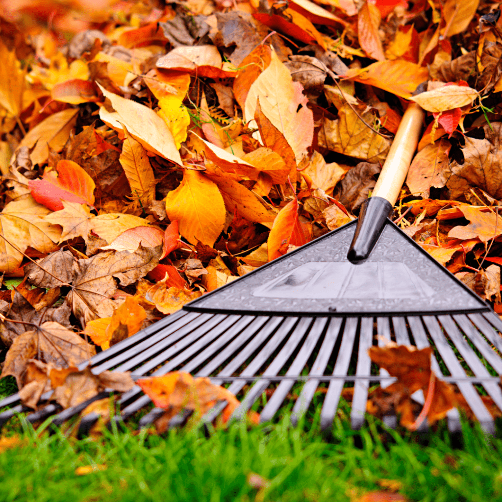 Image illustrates raked leaves demonstrating how to make leaf litter mulch. 
