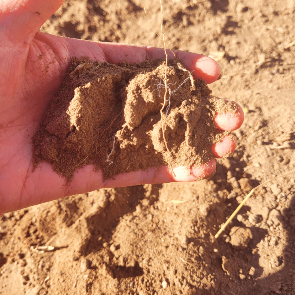 Image illustrates a handful of soil demonstrating information on how to fix sandy garden soil.