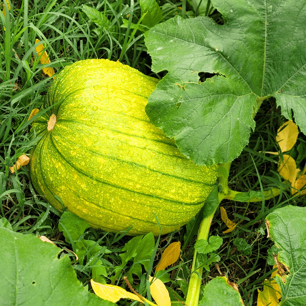 Image illustrates a pumpkin growing on a vine. 