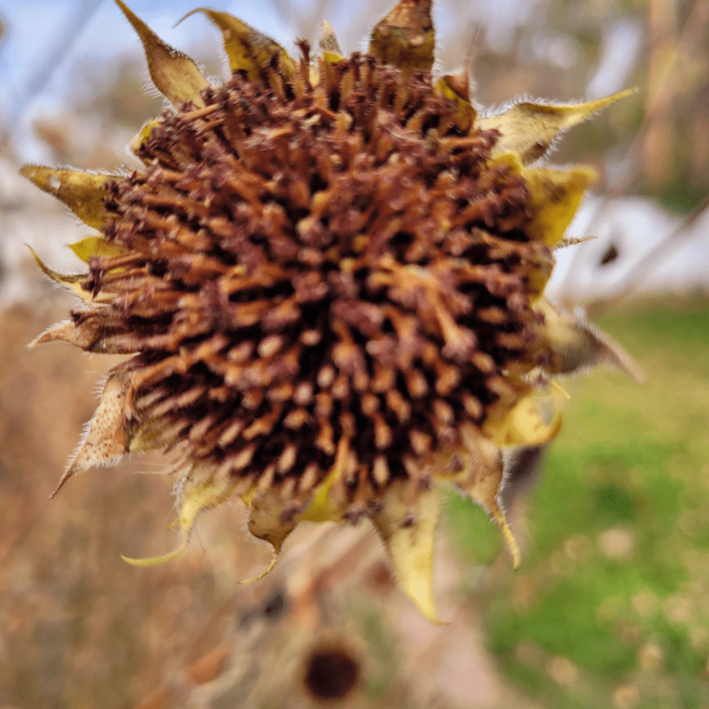 Image illustrates a seedhead garden for the best seedhead plants for birds.