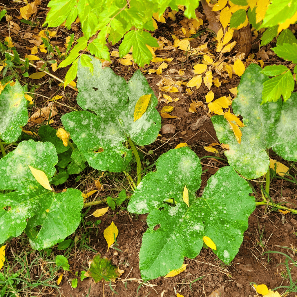Image illustrates pumpkin vines with diseases demonstrating information on how to successfully grow a pumpkin patch. 
