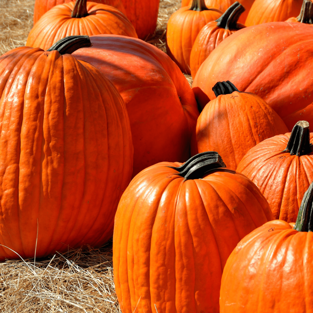 Image illustrates pumpkins. 