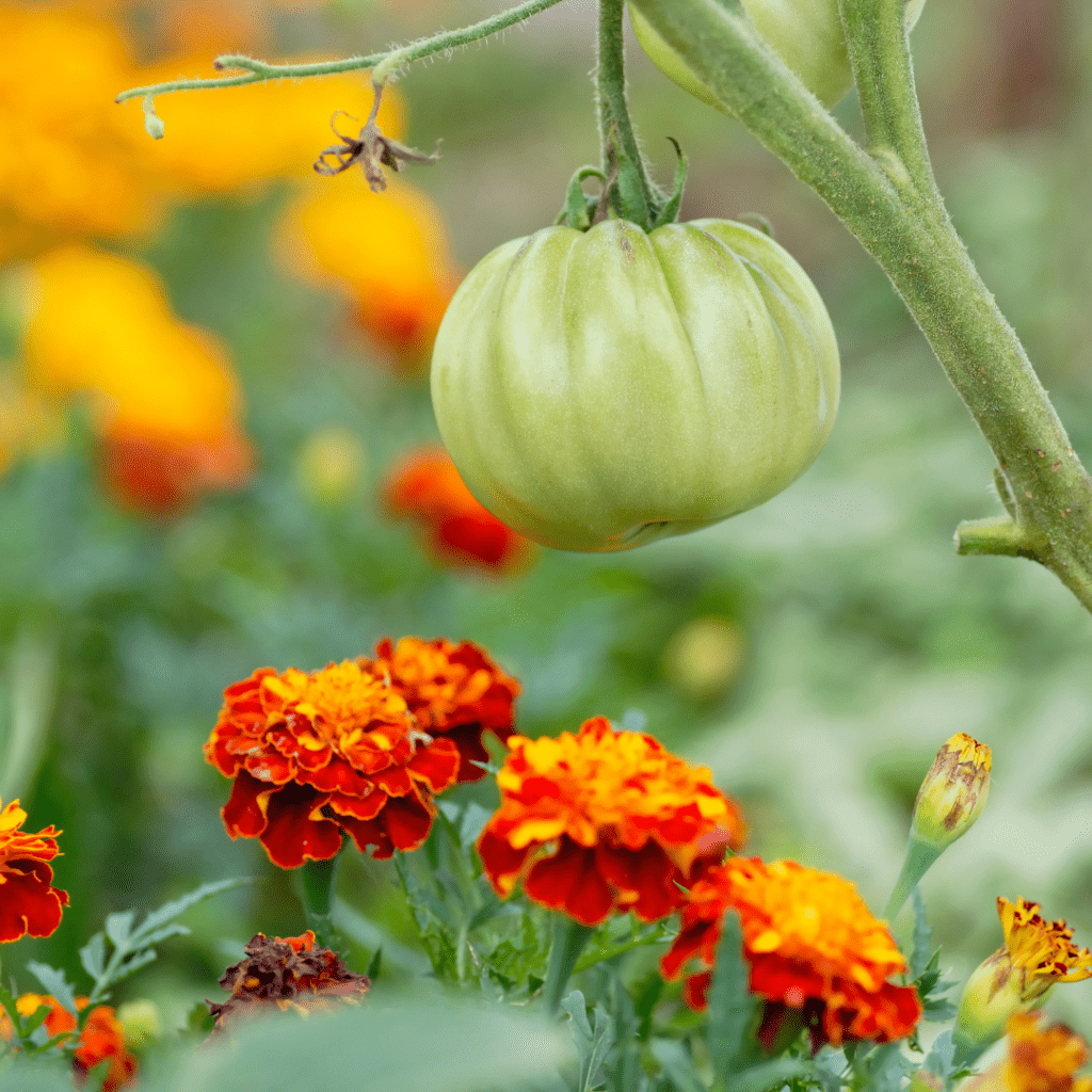 Image illustrates a tomato plant and marigolds as perfect companion plants for how to plan your vegetable garden. 