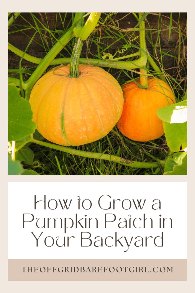 Image illustrates a Pinterest pin of pumpkins on the vine demonstrating information on how to grow a pumpkin patch in your backyard. 