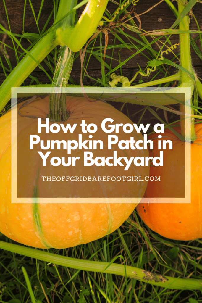 Image illustrates a Pinterest pin of pumpkins on the vine demonstrating information on how to grow a pumpkin patch in your backyard. 