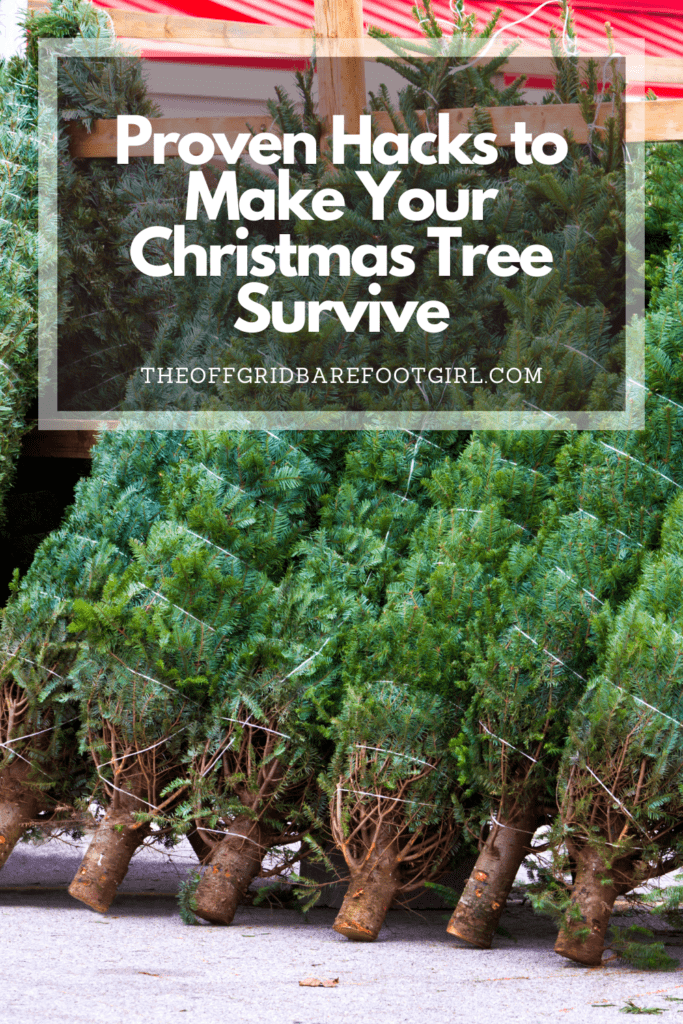 Image illustrates cut Christmas trees demonstrating information on how to make your Christmas tree survive. 