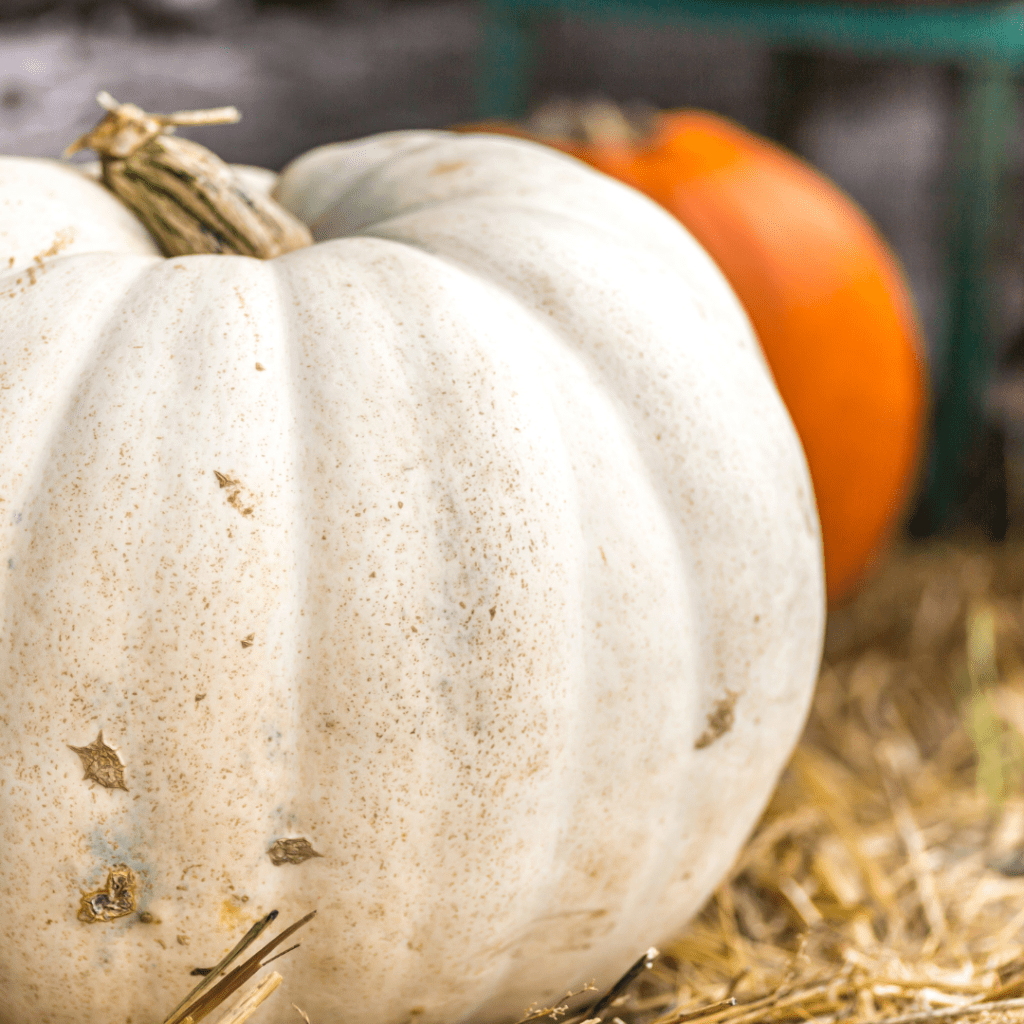 Image illustrates a white and orange pumpkin demonstrating information on how to grow a pumpkin patch in your backyard. 