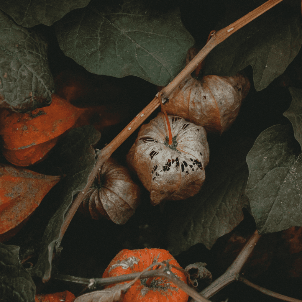 Image illustrates heirloom squash. 
