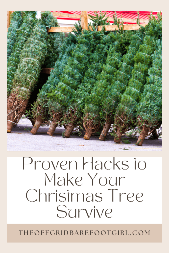 Image illustrates cut Christmas trees demonstrating information on how to make your Christmas tree survive. 